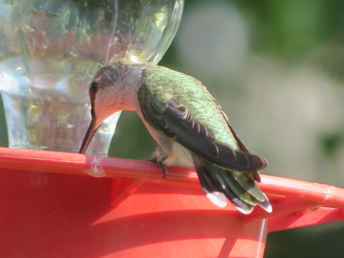 Black-chinned Hummingbird - ML619784078