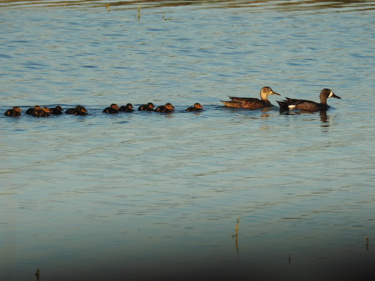 Blue-winged Teal - ML619784083