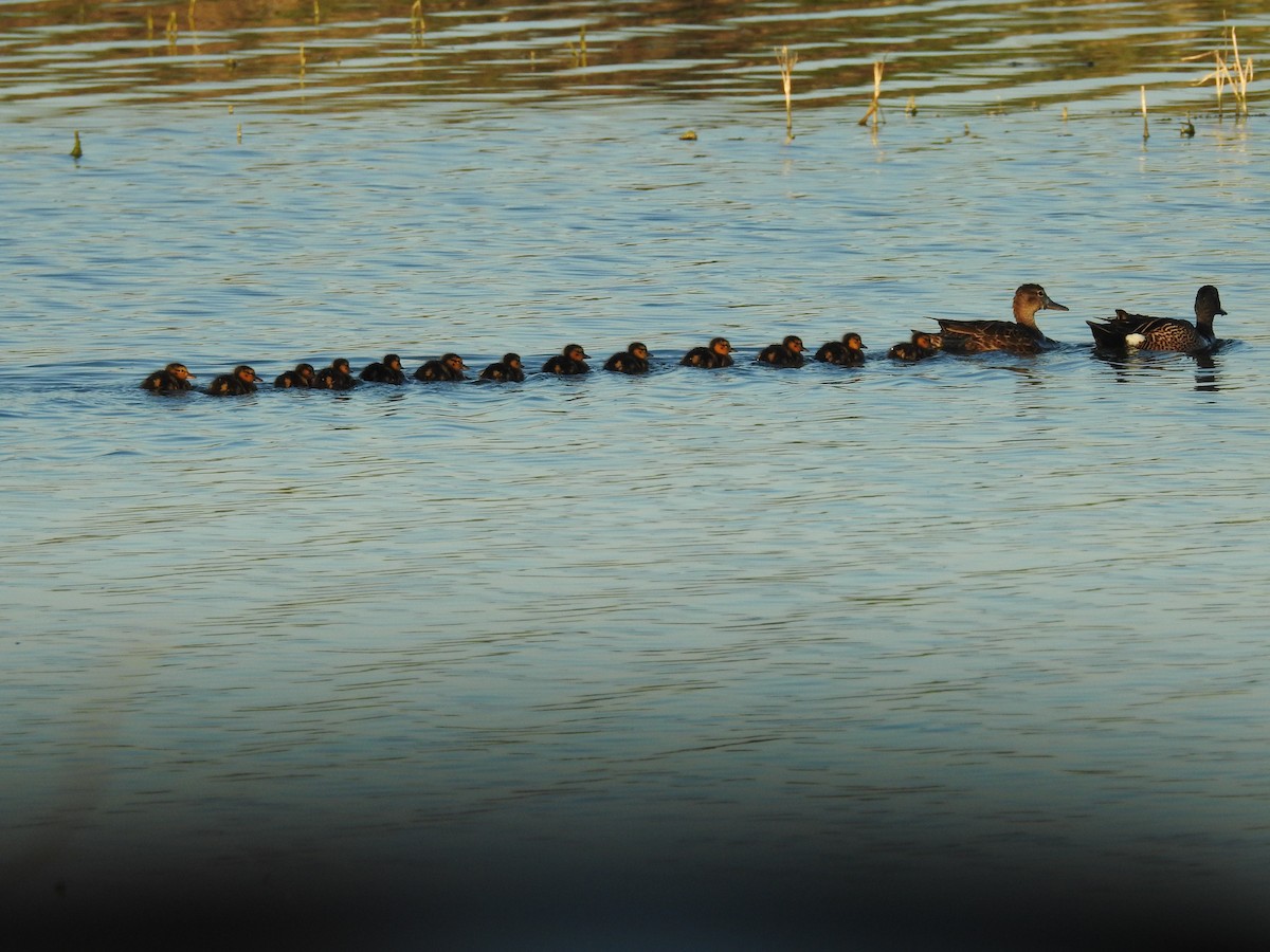 Blue-winged Teal - ML619784084