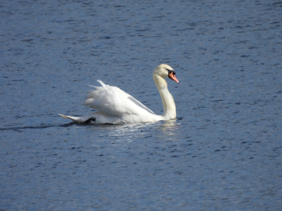 Mute Swan - ML619784085