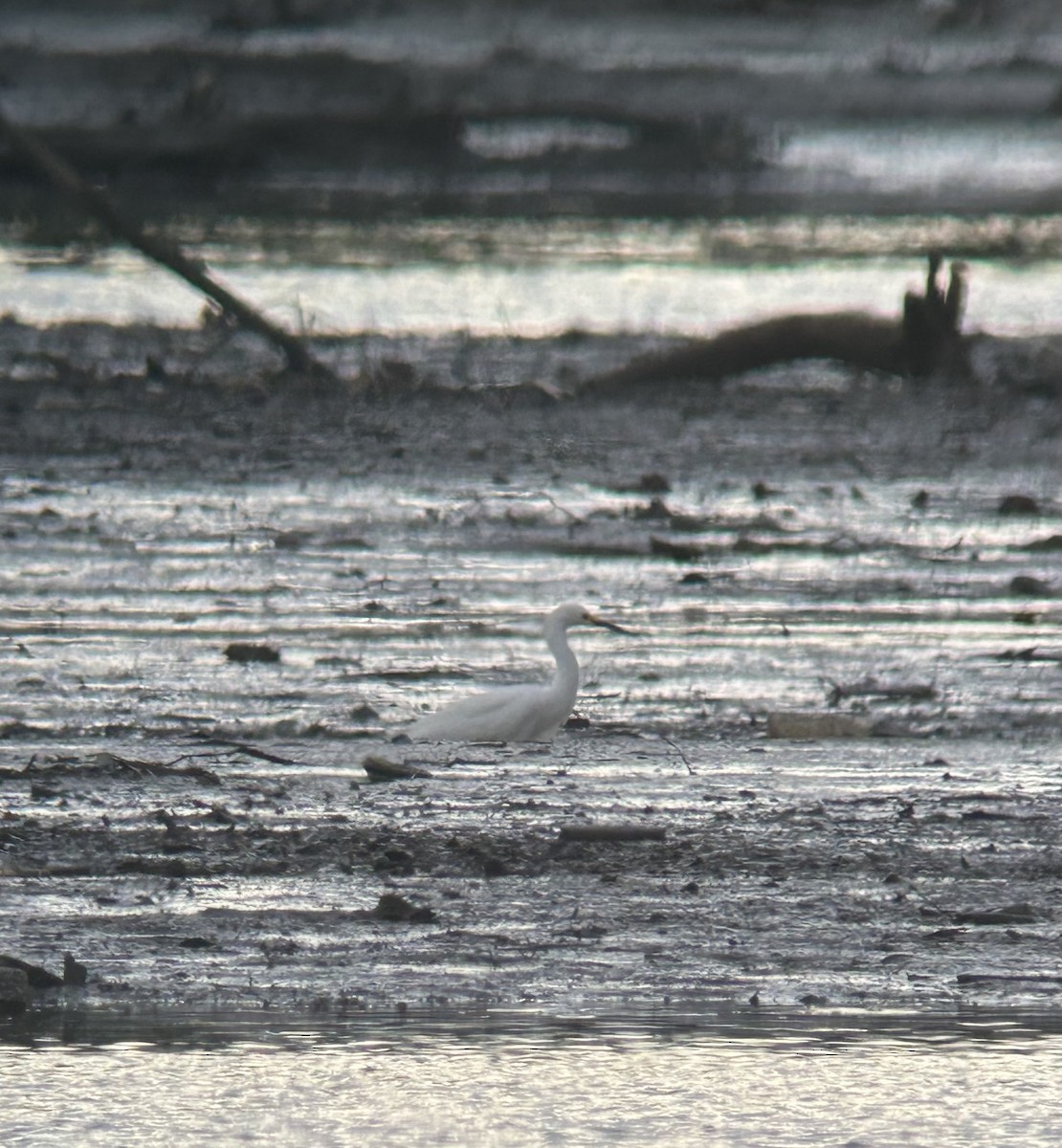 Snowy Egret - ML619784088