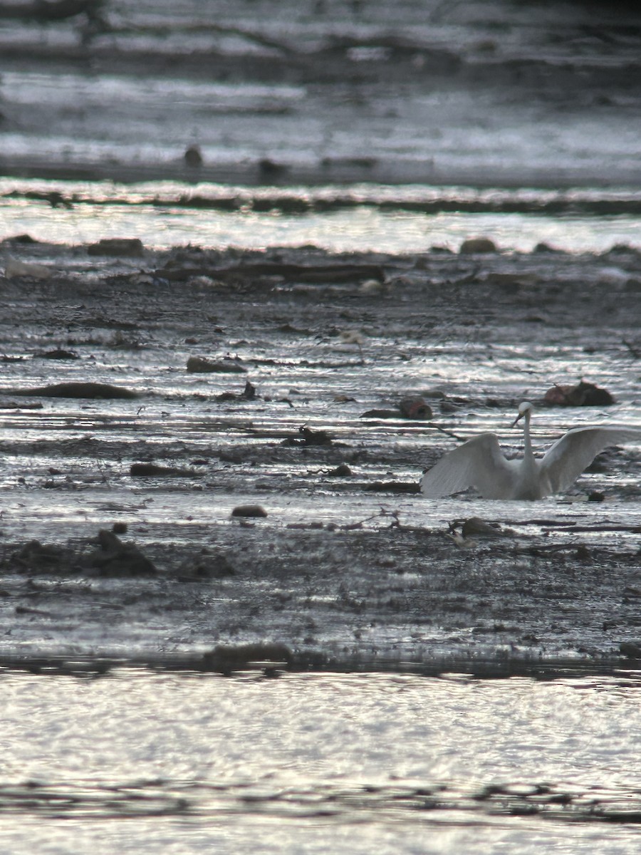 Snowy Egret - ML619784089