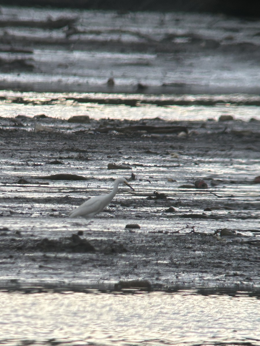 Snowy Egret - ML619784091