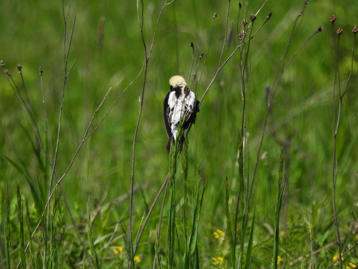 bobolink - ML619784112