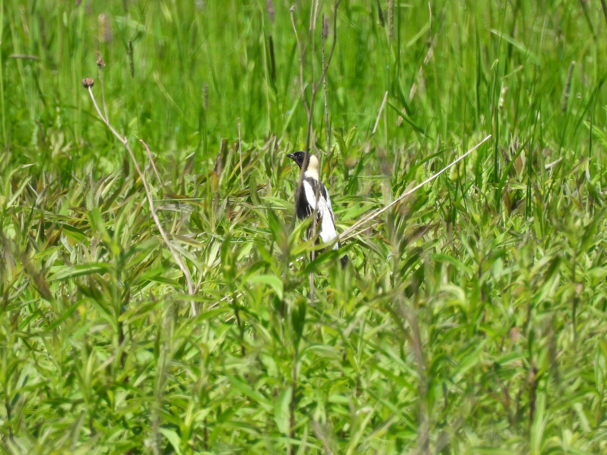 bobolink - ML619784113