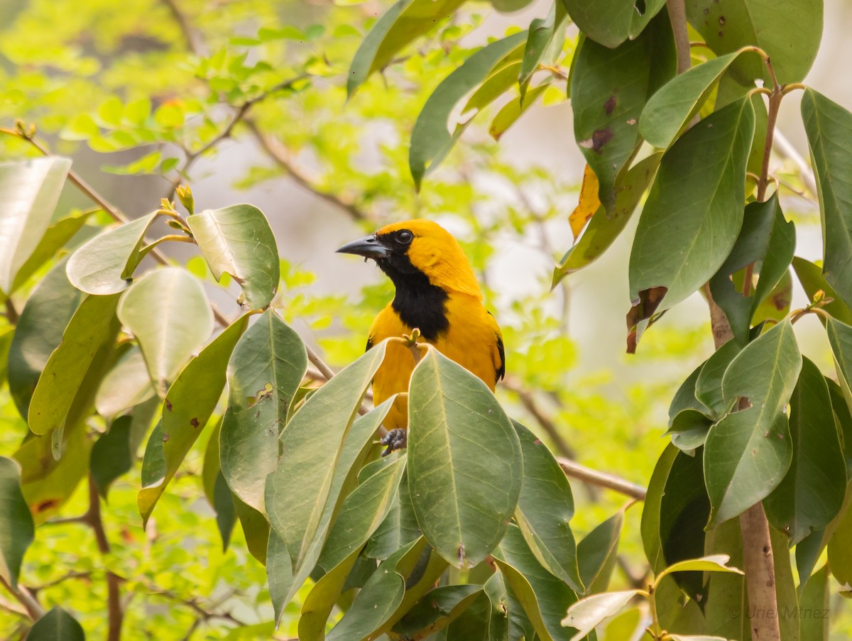 Yellow-tailed Oriole - ML619784122