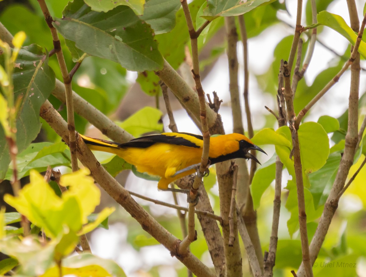 Oriole à queue jaune - ML619784123