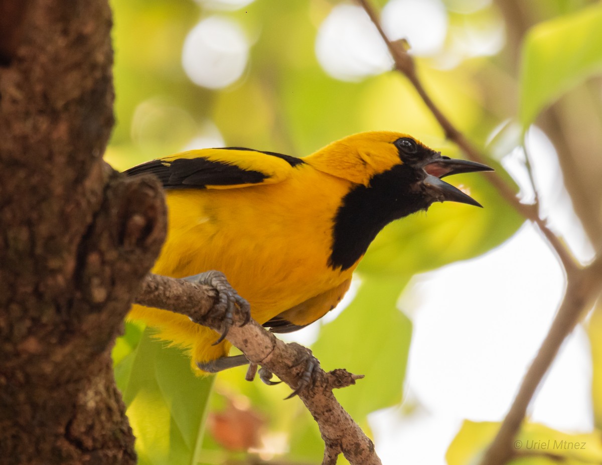 Yellow-tailed Oriole - ML619784124
