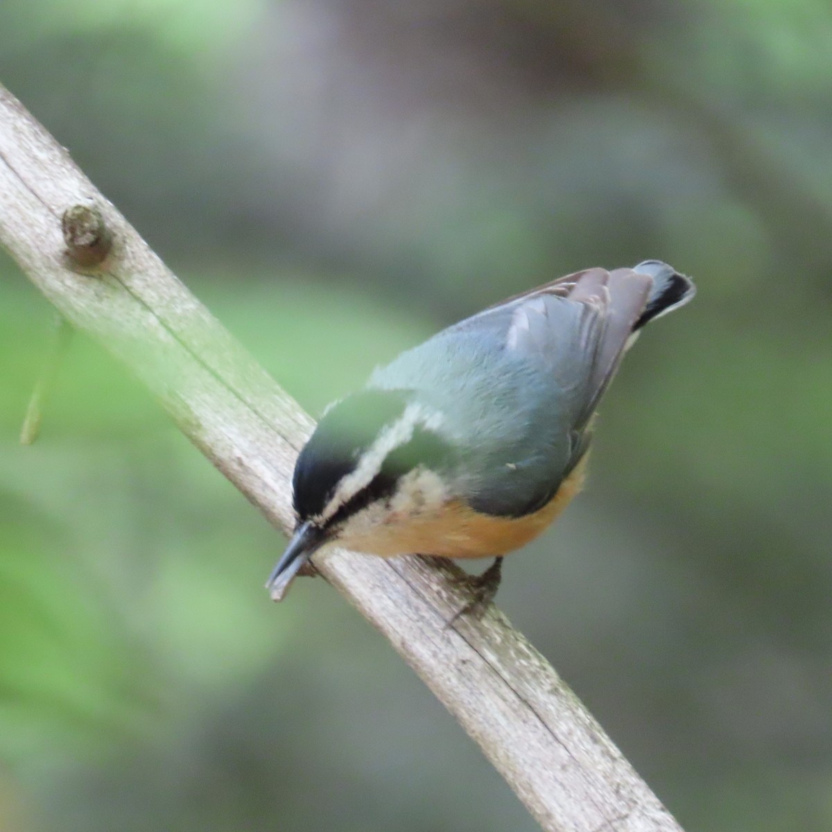 Red-breasted Nuthatch - ML619784125