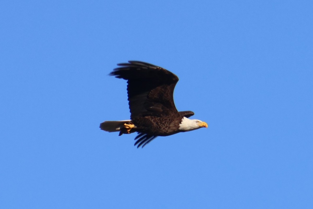 Weißkopf-Seeadler - ML619784130