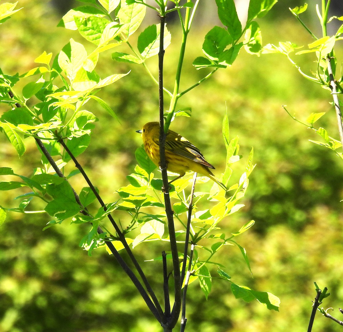 gulparula - ML619784135