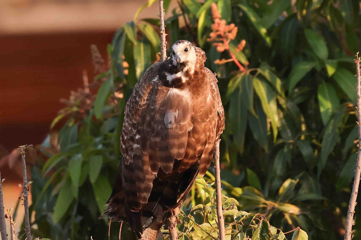 Madagascar Sparrowhawk - ML619784144