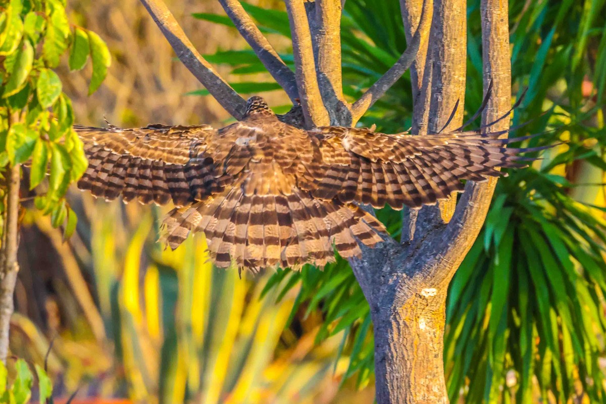 Madagascar Sparrowhawk - ML619784146