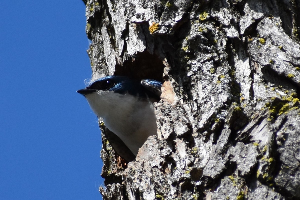 Tree Swallow - ML619784165