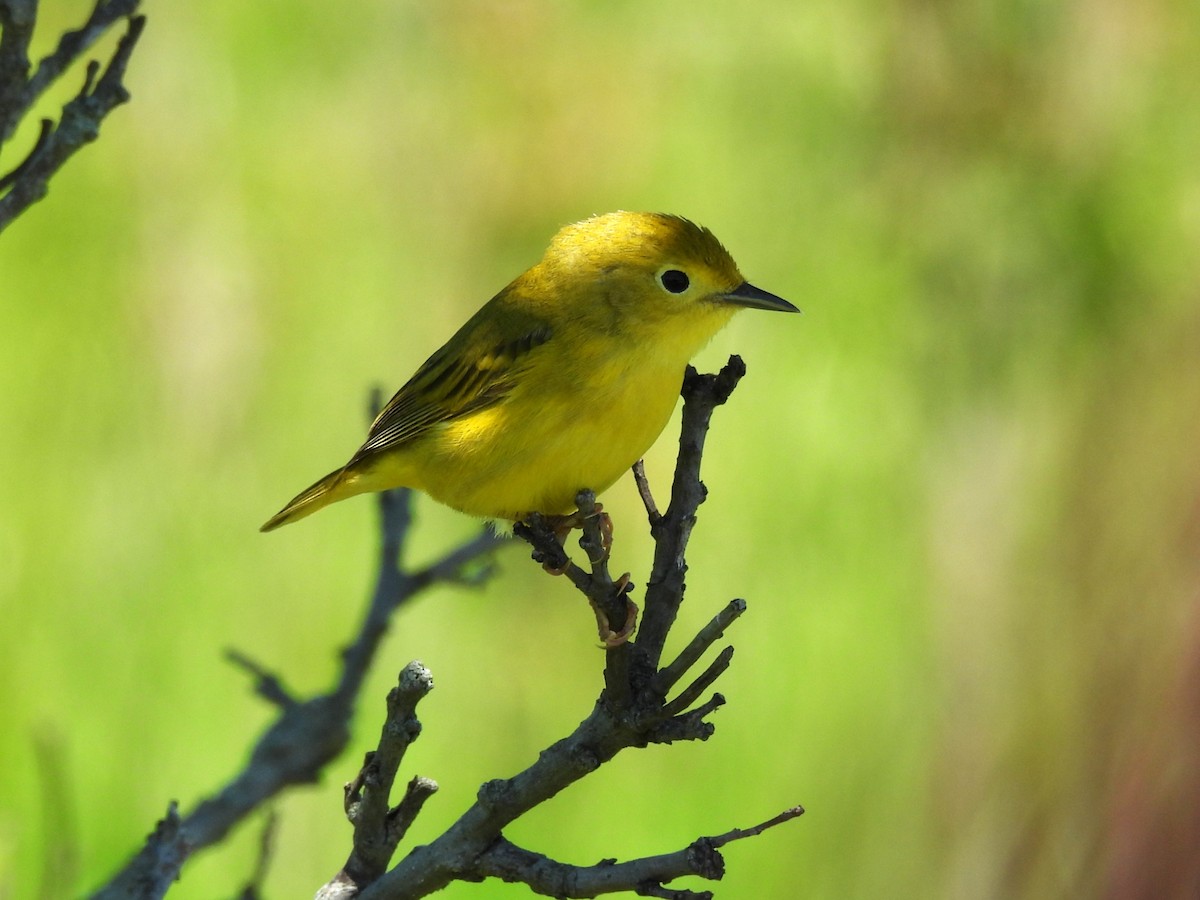 gulparula - ML619784180