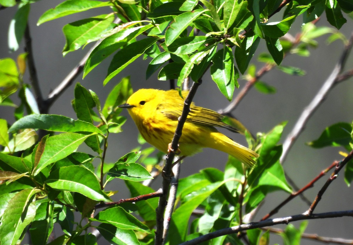 gulparula - ML619784182