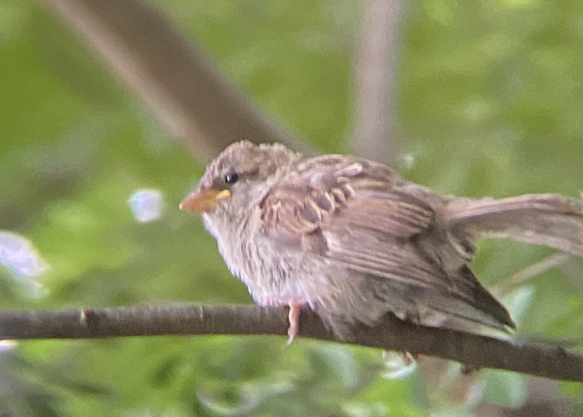 Moineau domestique - ML619784185