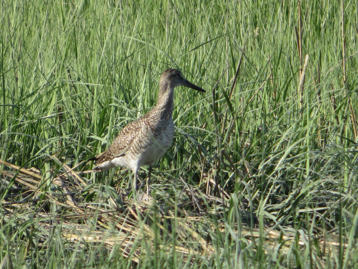 Willet - ML619784192