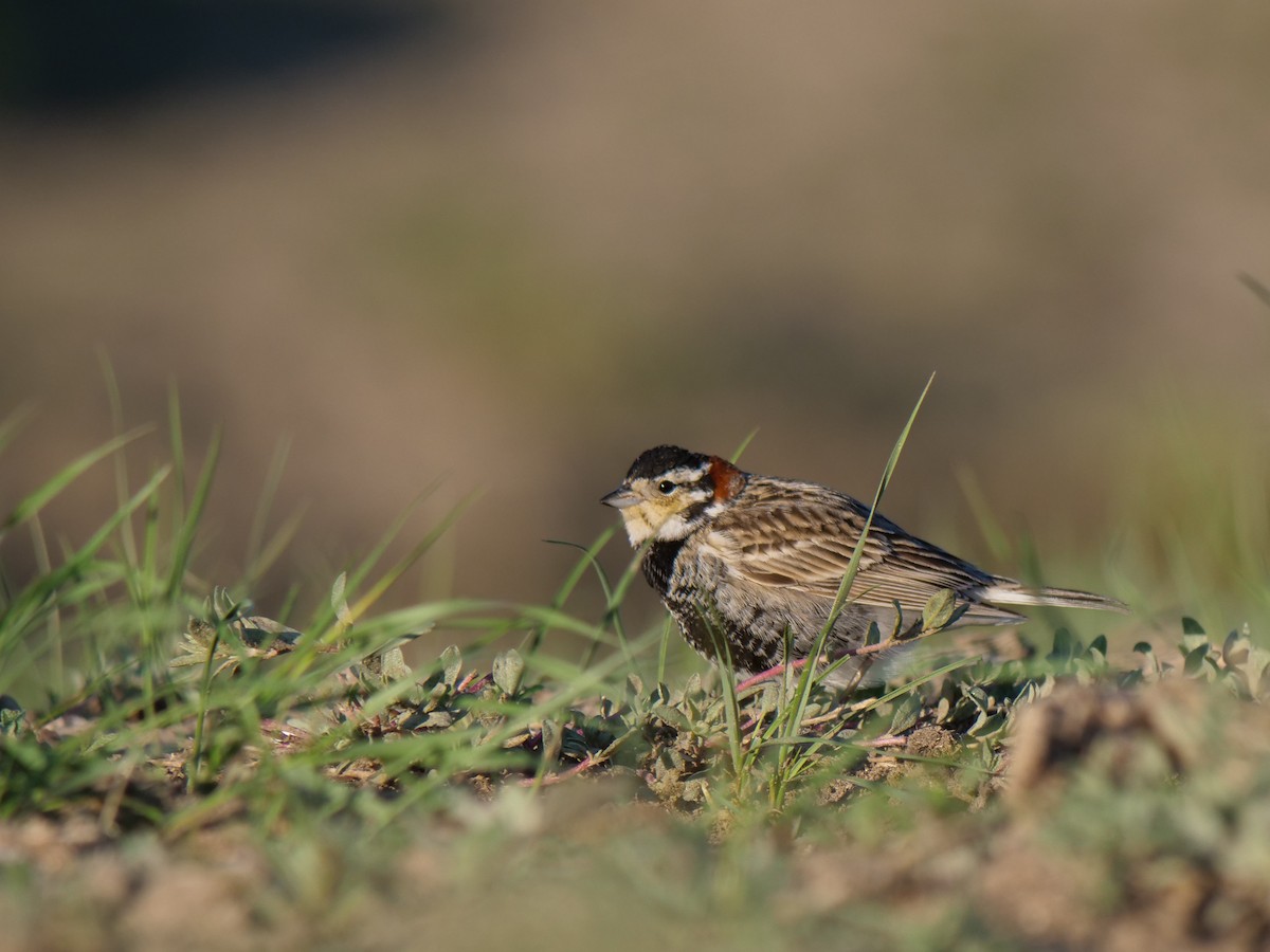 Chestnut-collared Longspur - ML619784223