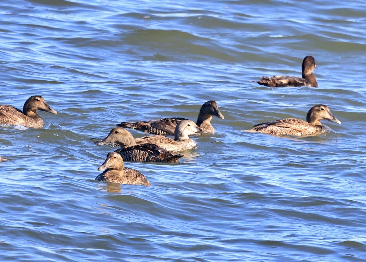 Eider à tête grise - ML619784231