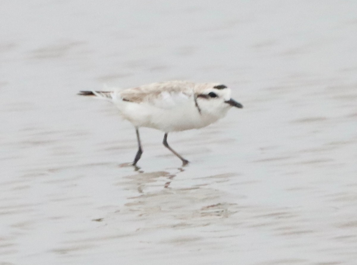 Snowy Plover - ML619784237