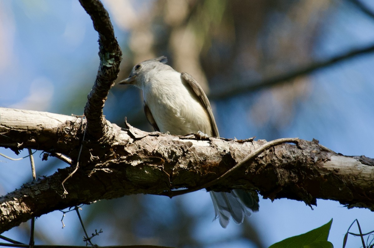 Tufted Titmouse - ML619784245