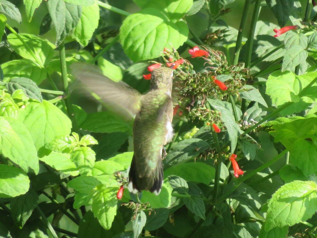 Black-chinned Hummingbird - ML619784247