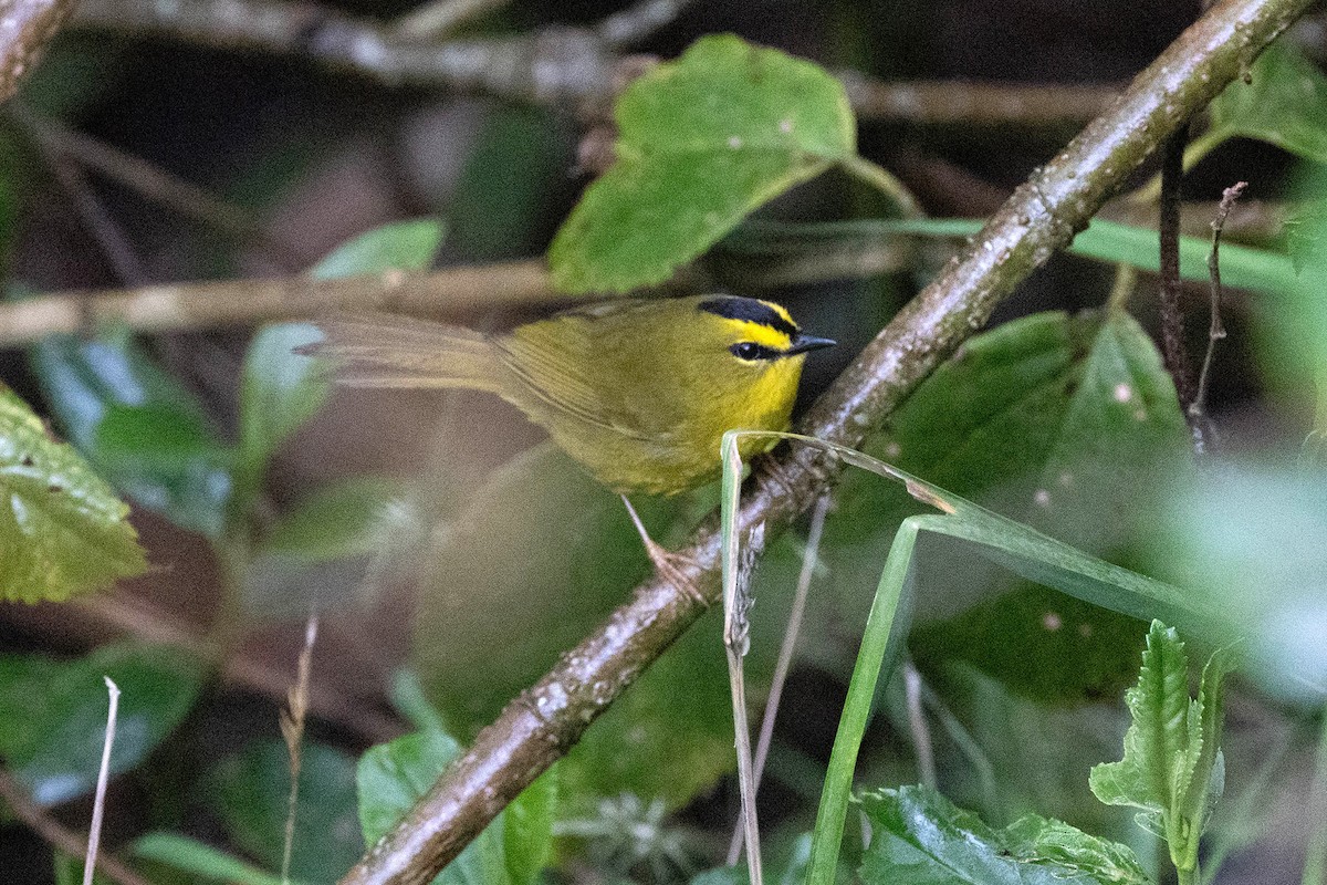 Black-crested Warbler - ML619784257