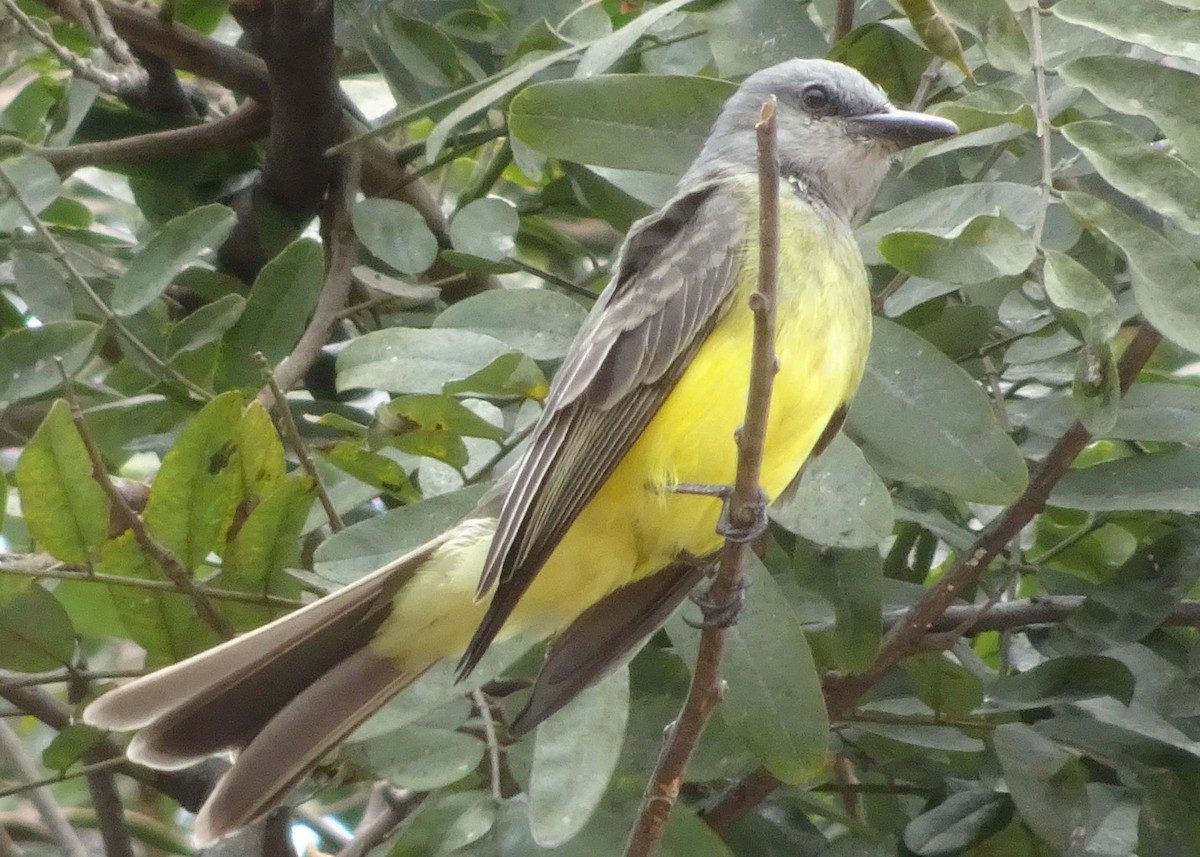 Tropical Kingbird - ML619784259