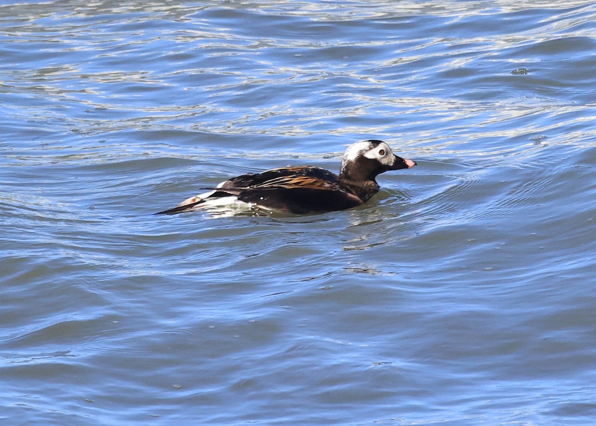 Long-tailed Duck - ML619784262