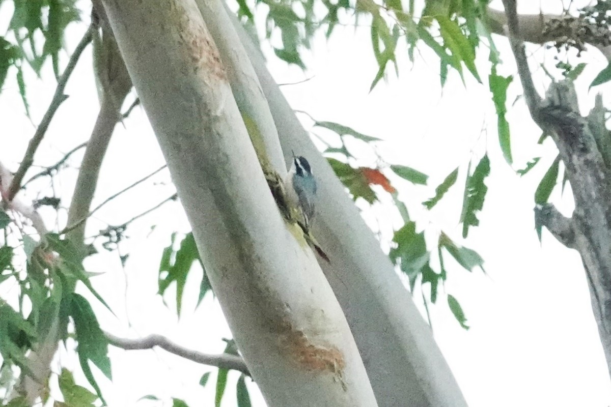 Red-breasted Nuthatch - ML619784267