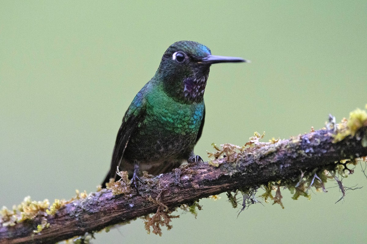 Colibrí Turmalina - ML619784268