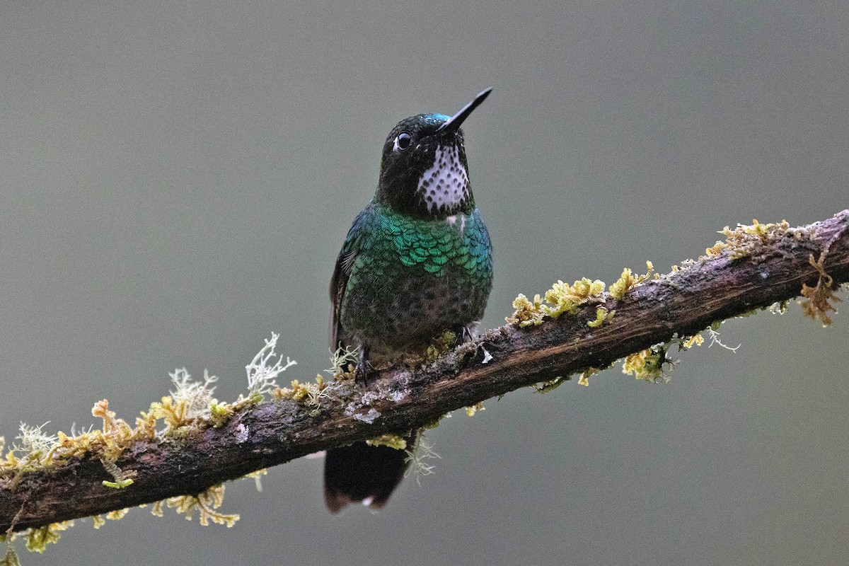 Colibrí Turmalina - ML619784278