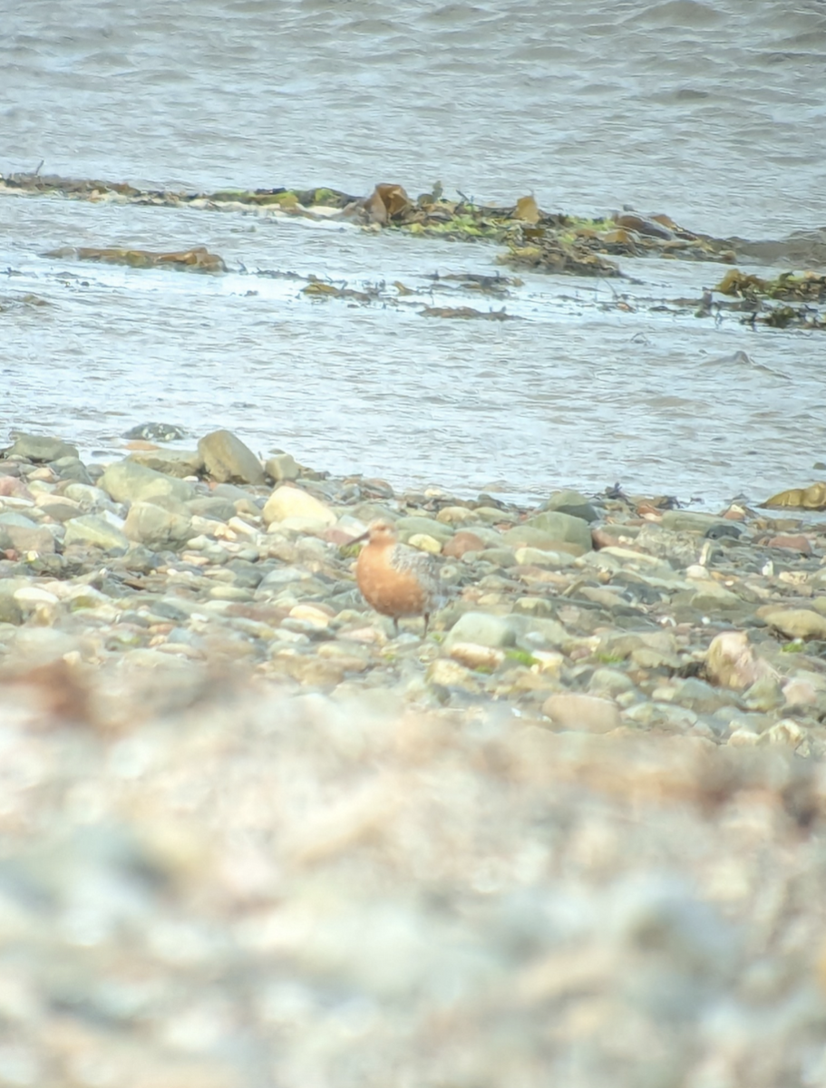 Red Knot - Robin Besançon