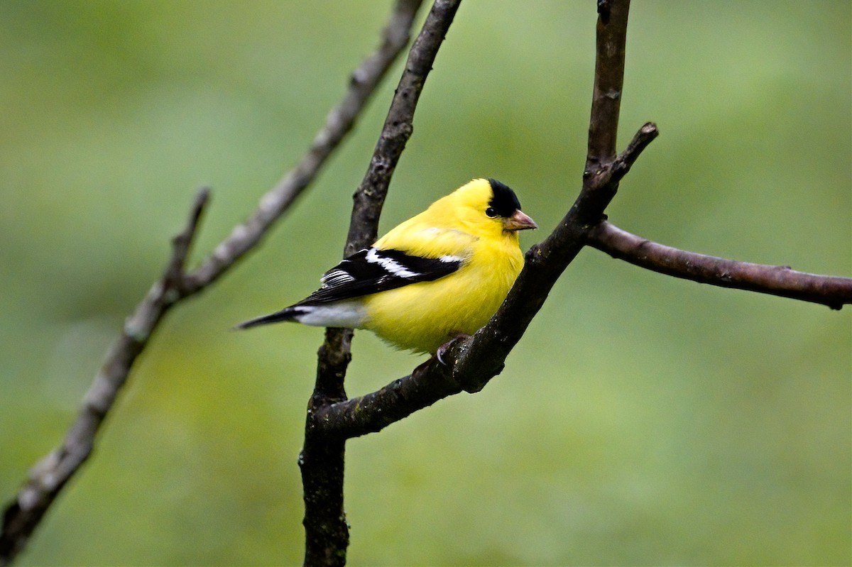 American Goldfinch - ML619784283