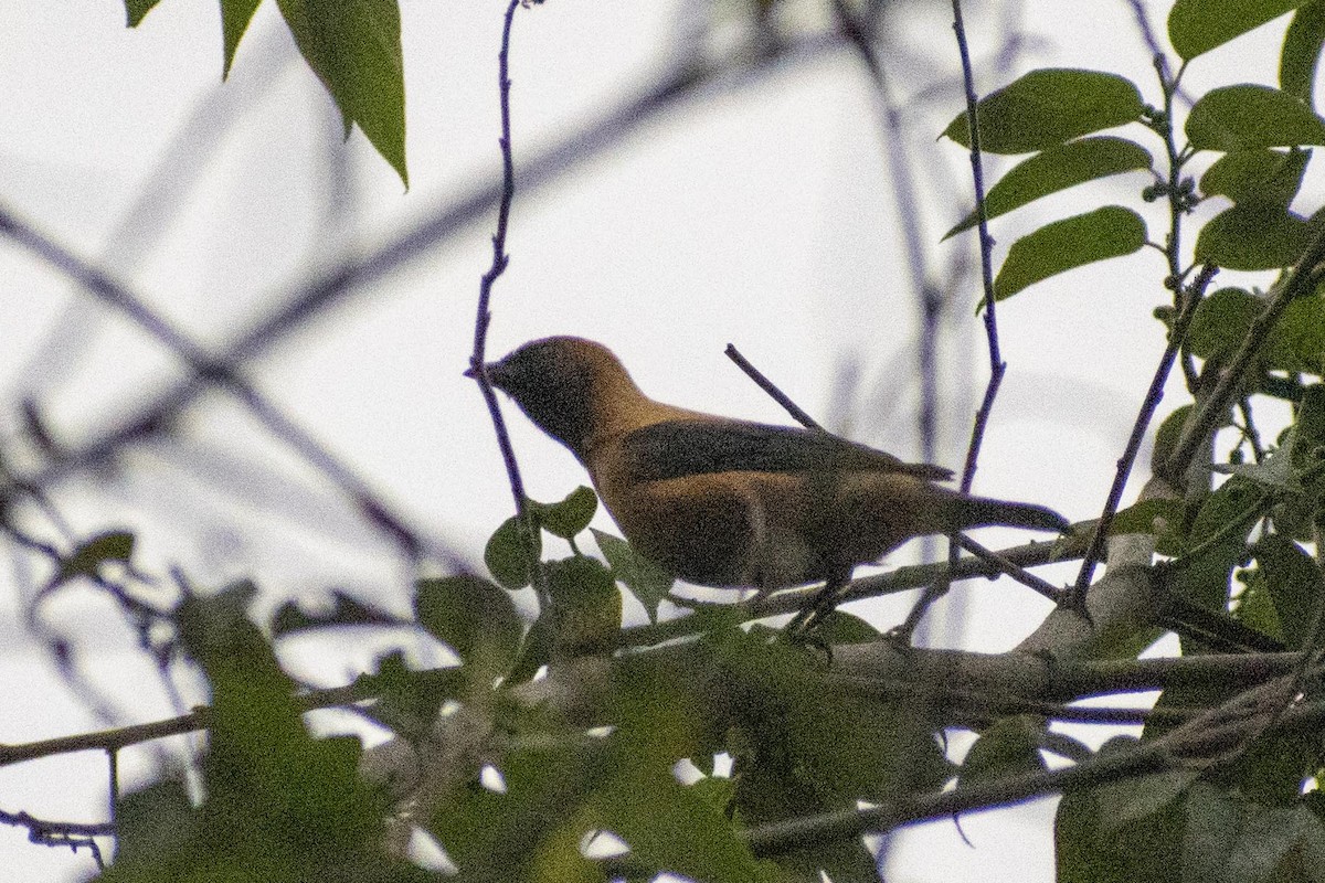 Burnished-buff Tanager - Juan José Bonanno