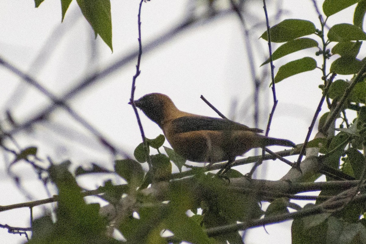 Burnished-buff Tanager - ML619784306