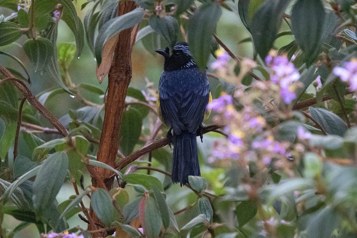 Buff-breasted Mountain Tanager (Buff-breasted) - ML619784320