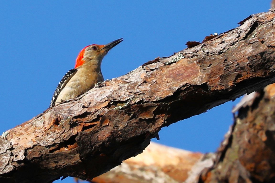 Red-bellied Woodpecker - ML619784336
