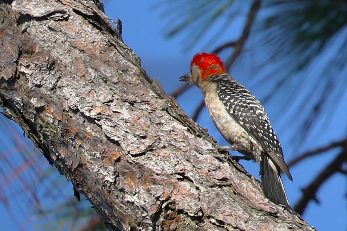 Red-bellied Woodpecker - ML619784337