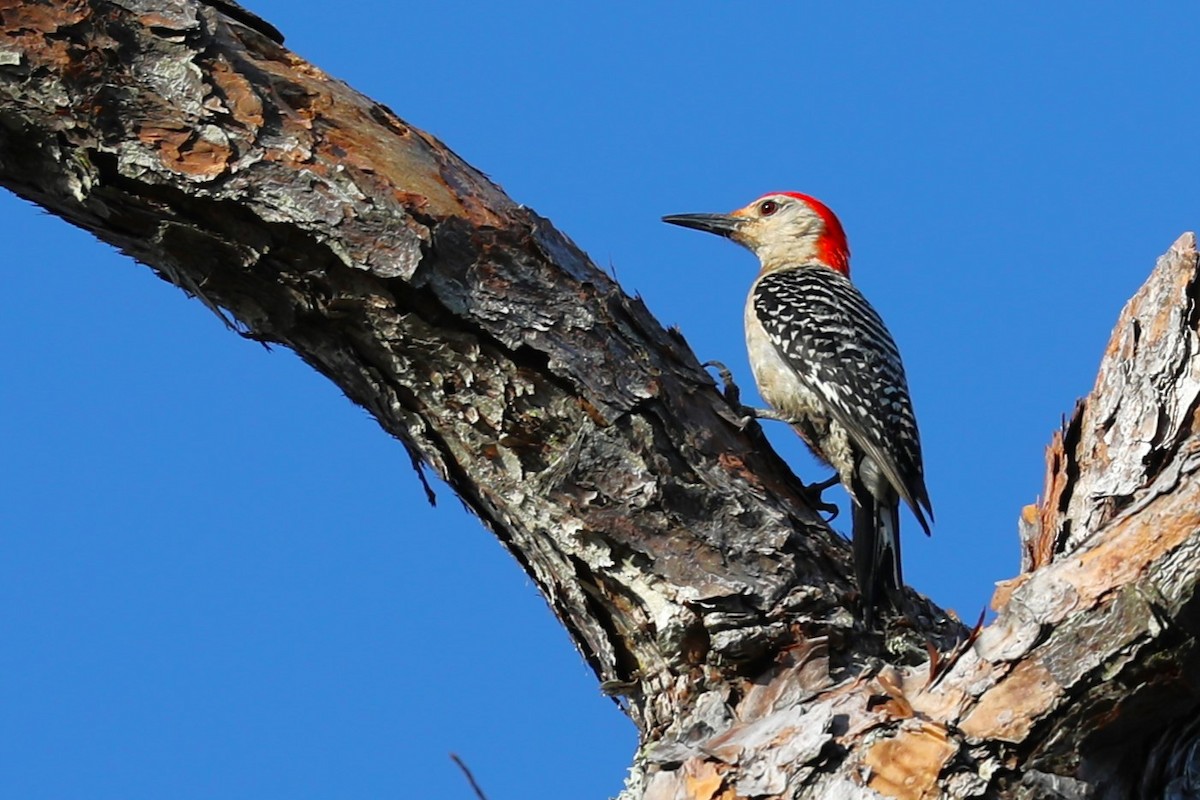 Red-bellied Woodpecker - ML619784338