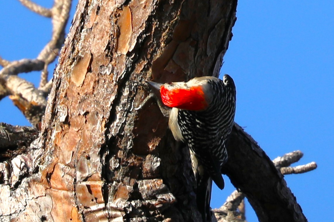 Red-bellied Woodpecker - ML619784339