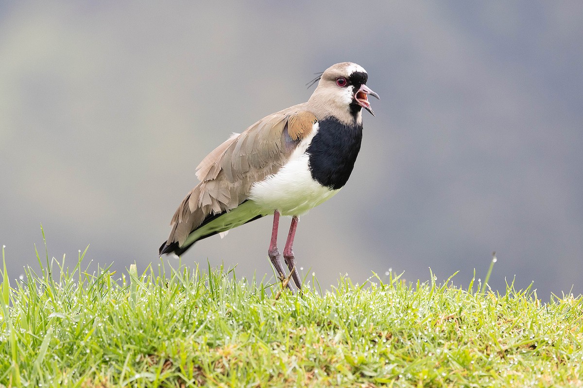 Southern Lapwing - ML619784367