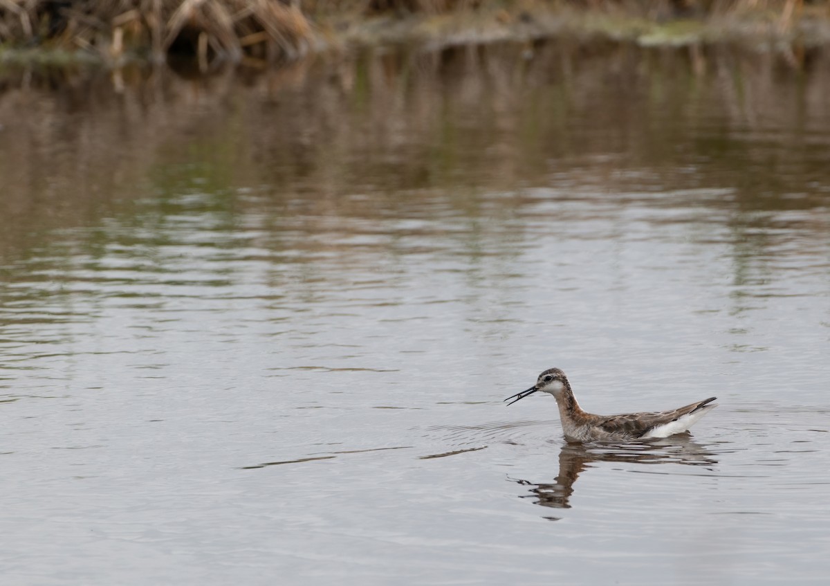 hvithalesvømmesnipe - ML619784369