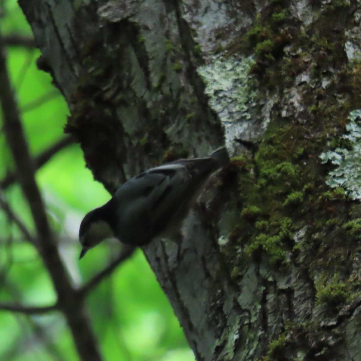 White-breasted Nuthatch (Eastern) - ML619784390