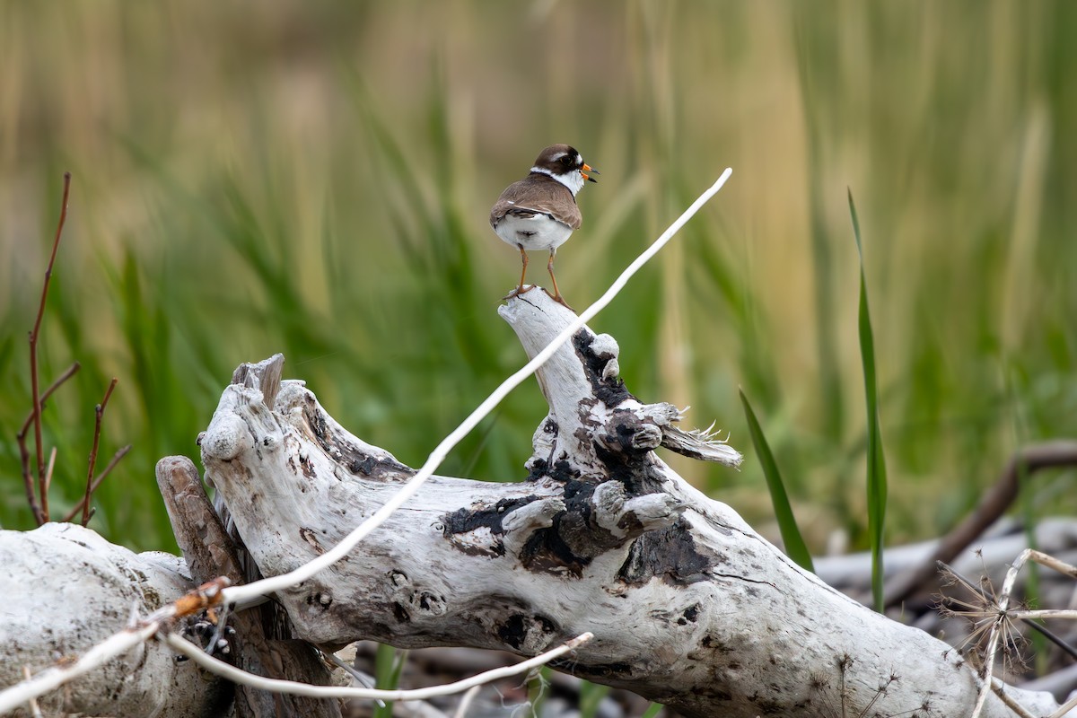 Semipalmated Plover - ML619784411