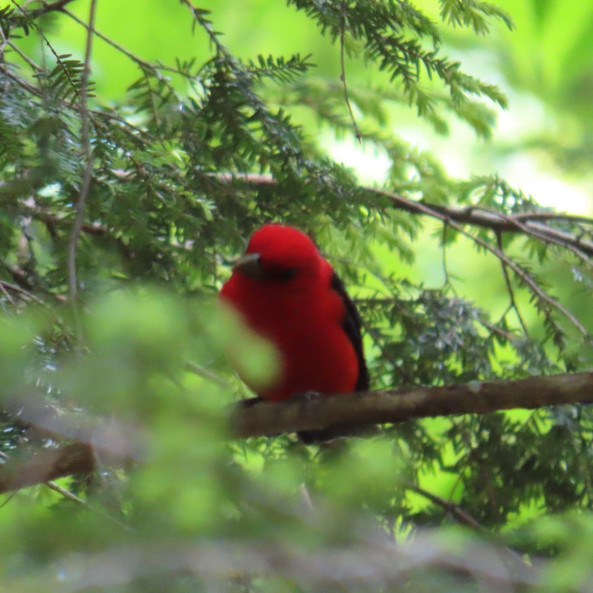 Scarlet Tanager - ML619784424