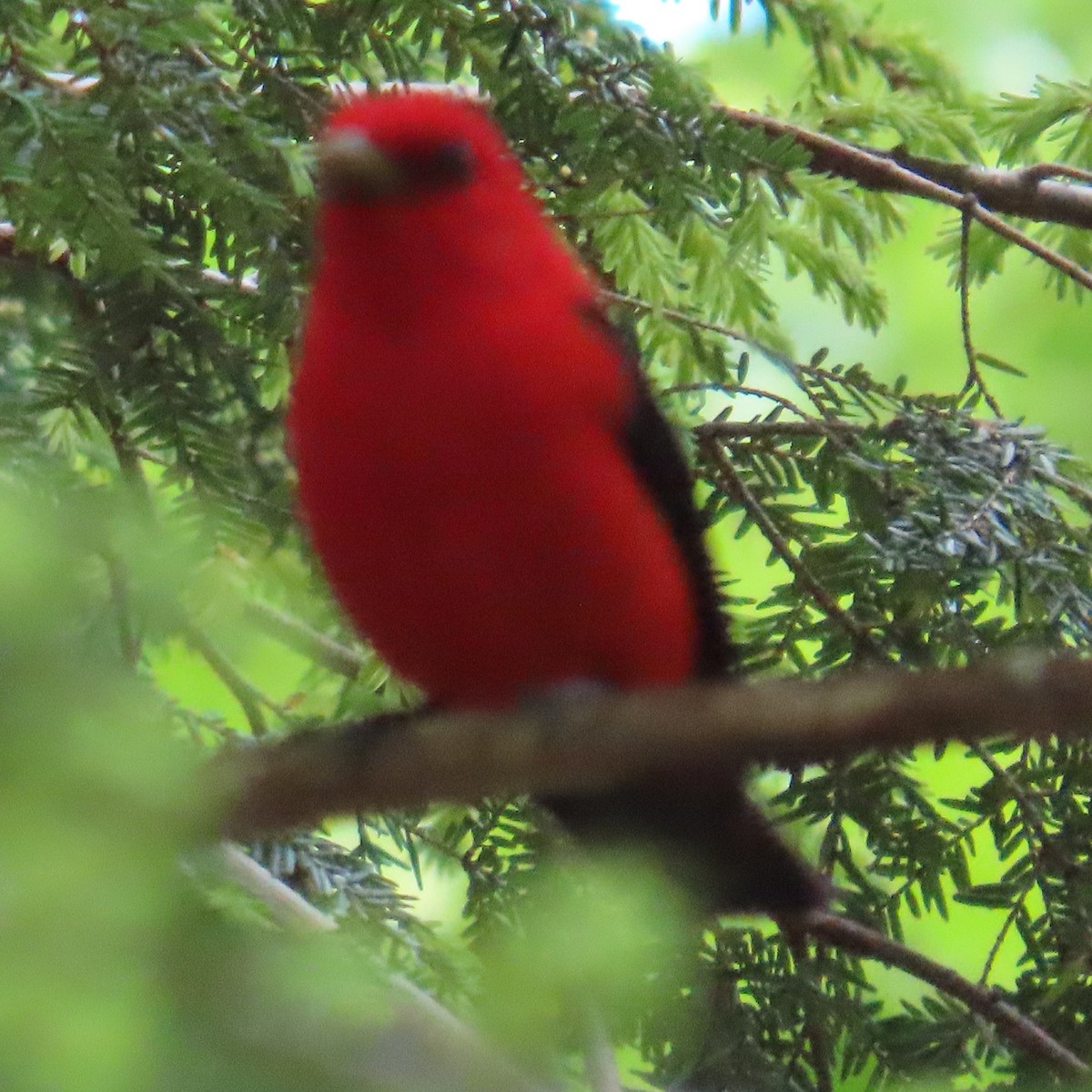 Scarlet Tanager - ML619784425