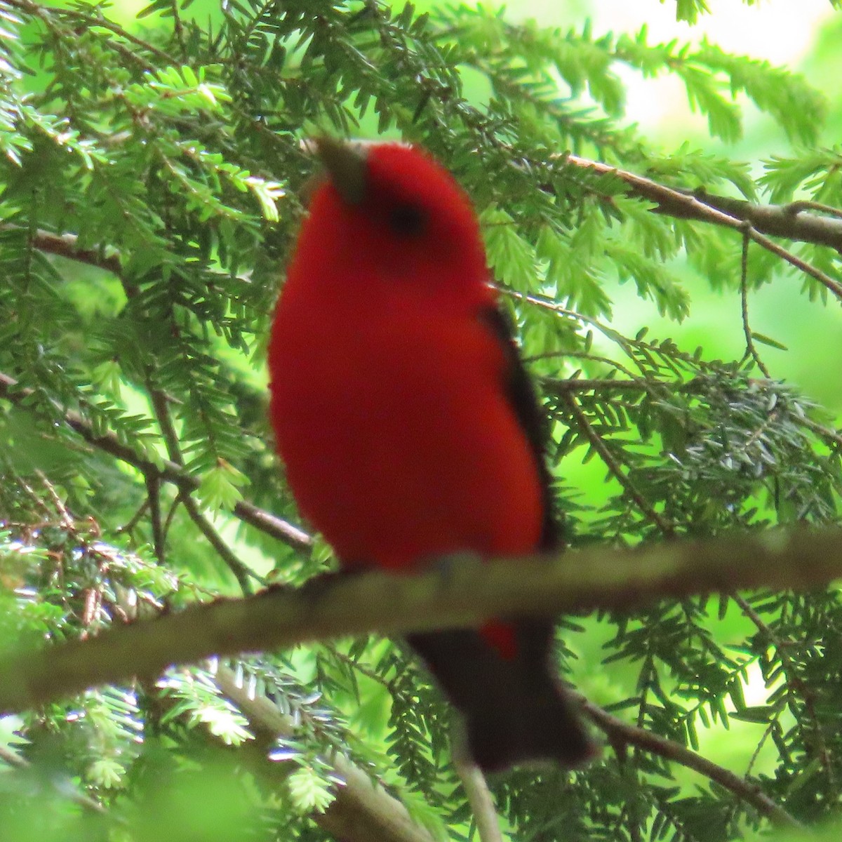 Scarlet Tanager - ML619784426
