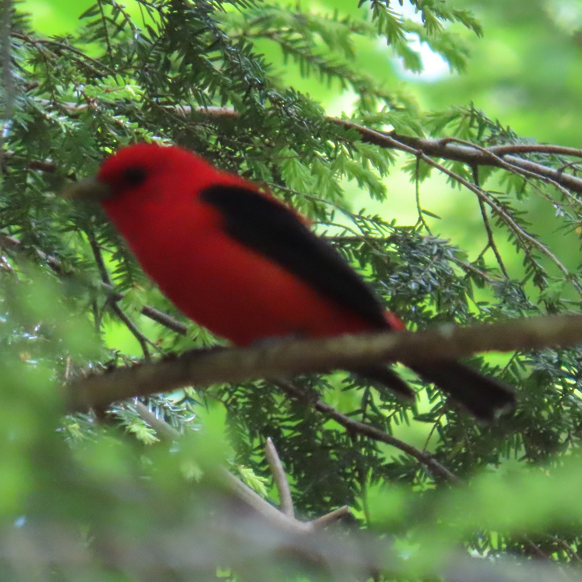 Scarlet Tanager - ML619784427